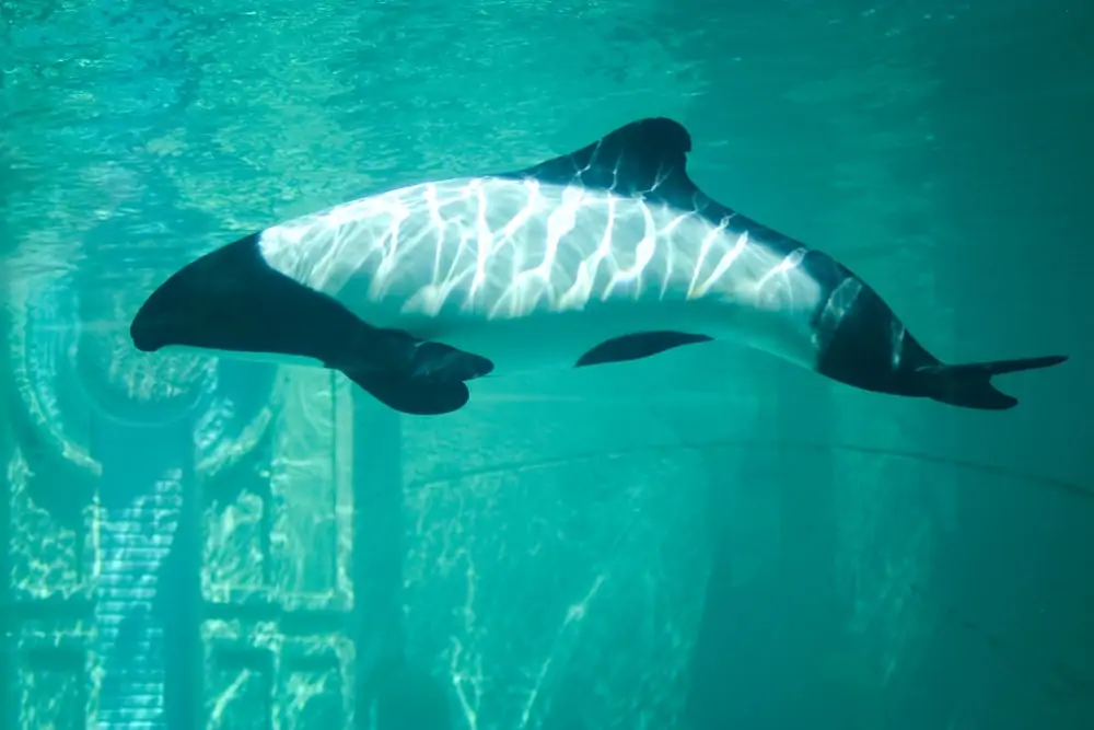 kuva Commersonin delfiinistä uimassa akvaariossa