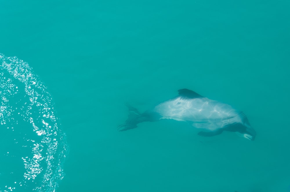 photo of Hector's dolphin swimming underwater