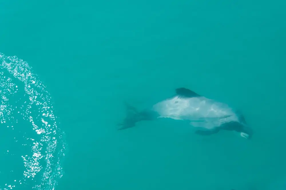 fotó a víz alatt úszó Hector delfinről