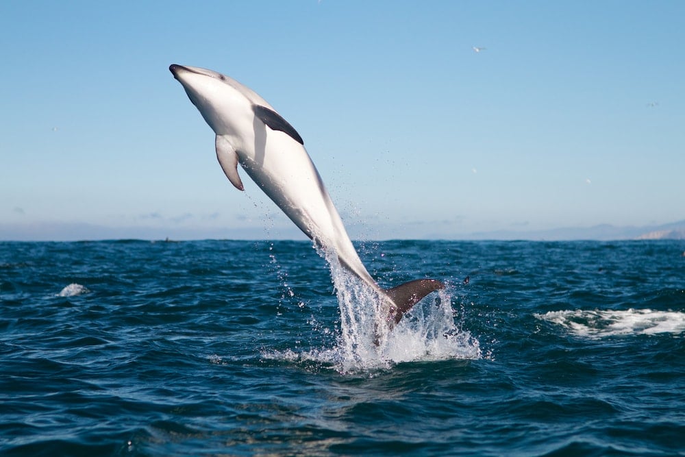 photo of dusky dolphin jumping out of water