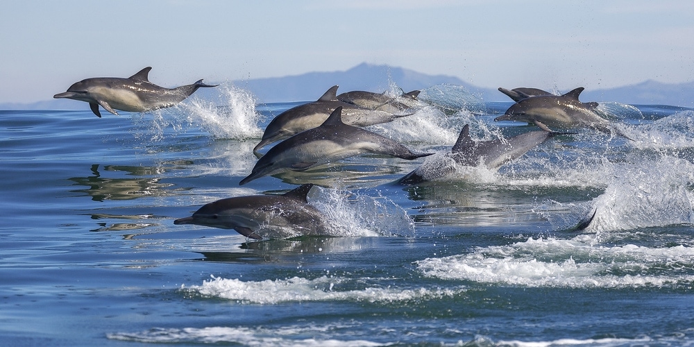 pod of long beaked common dolphins jumping out of the water