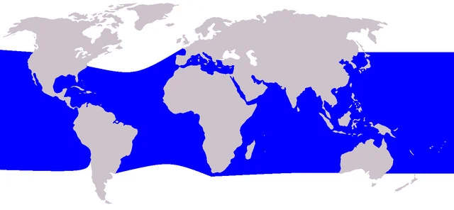 a durva fogú delfin eloszlási térképe