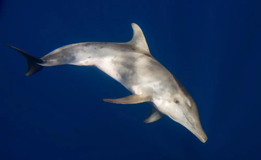 foto de um golfinho de dentes levado para debaixo de água