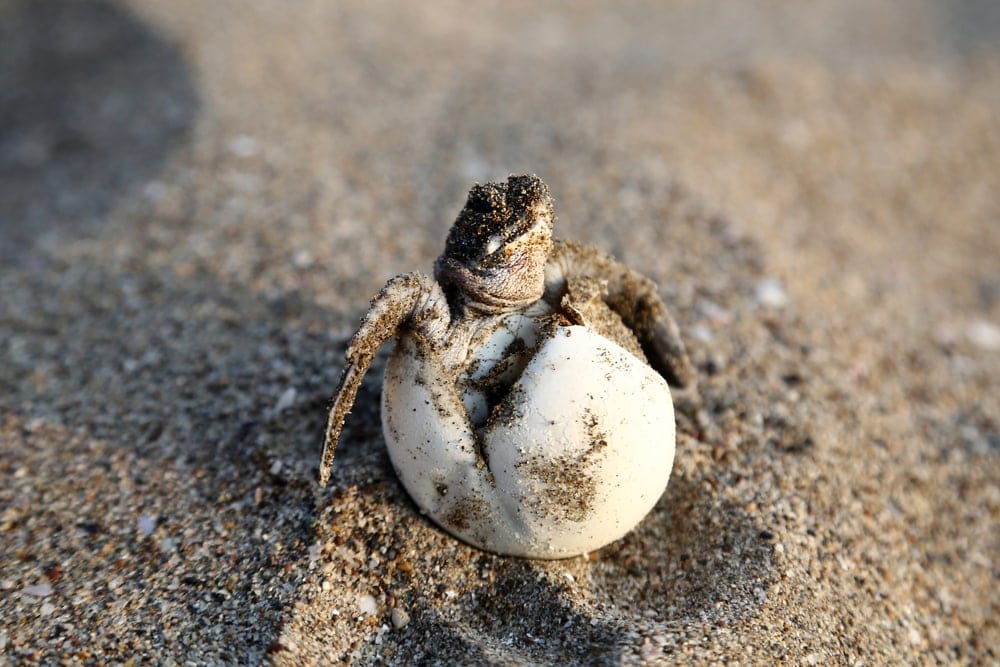 sea turtle hatching from egg