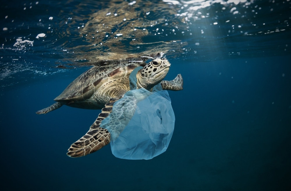 sea turtle with plastic on its neck example of marine pollution