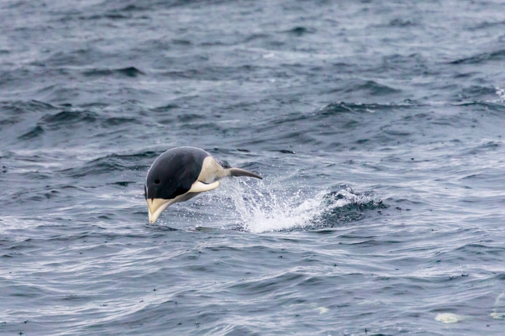 front view of southern right whale dolphin jumping out of the water