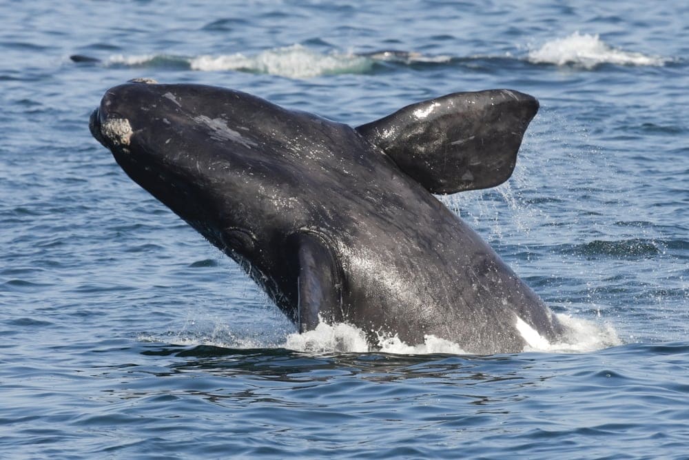 southern right whale emerging out of water