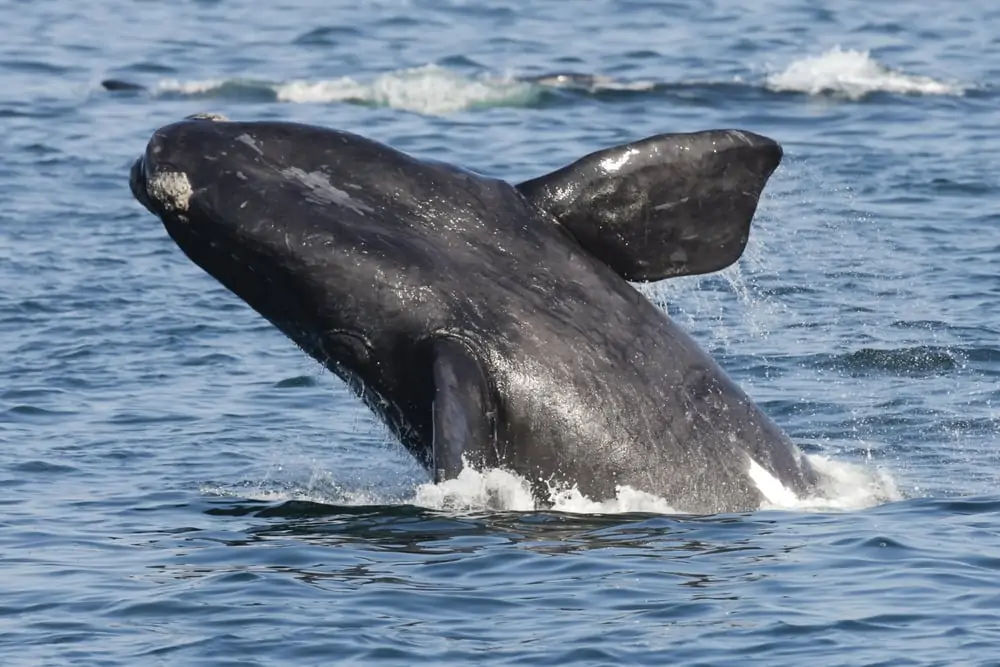 Południowy prawy wieloryb wyłaniający się z wody