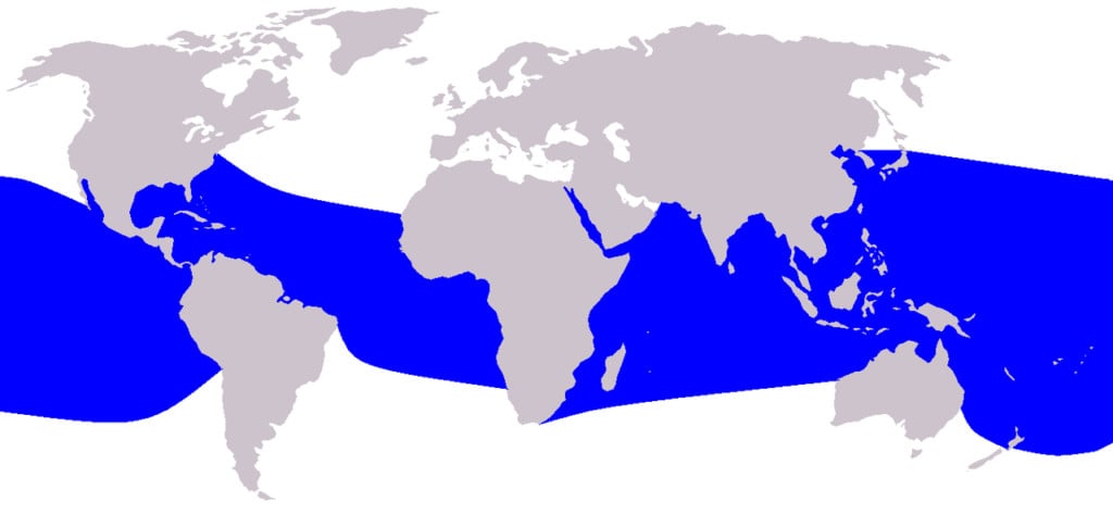 distribution map of spinner dolphins