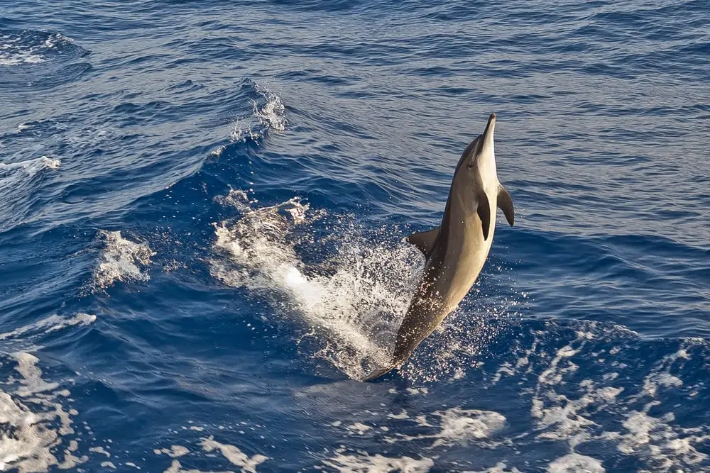 foto di spinner delfino che salta fuori dall'acqua