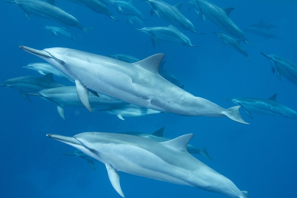 group of spinner dolphins hunting for food
