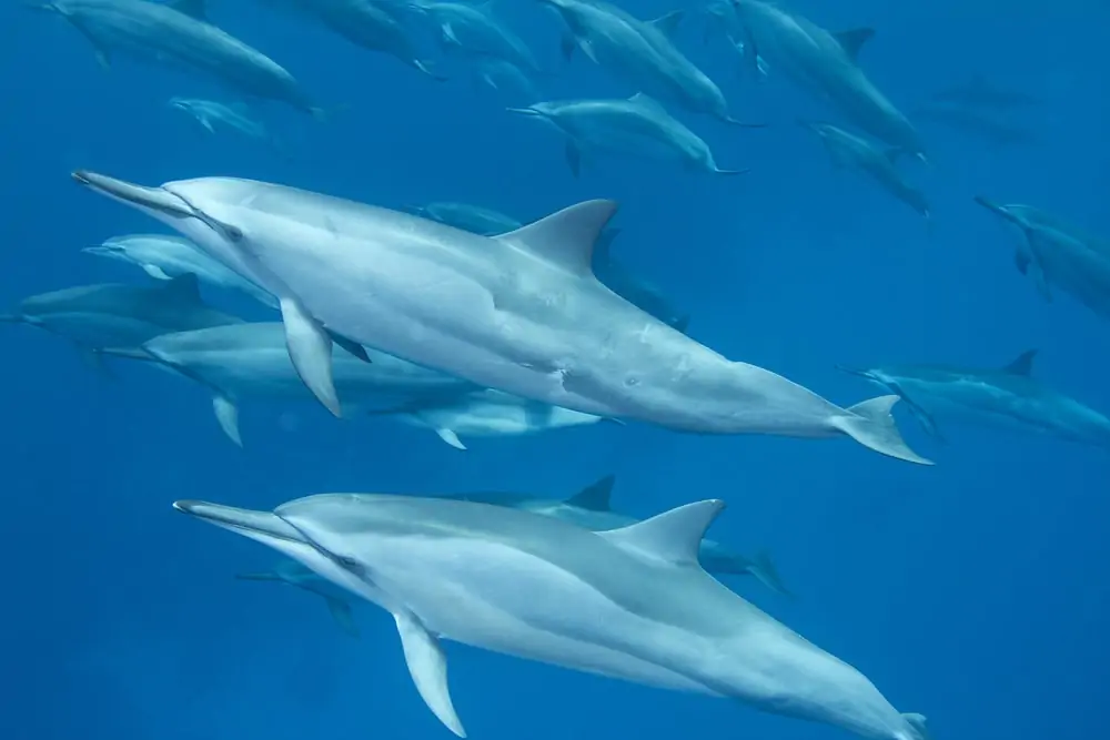 grupo de delfines spinner a la caza de comida