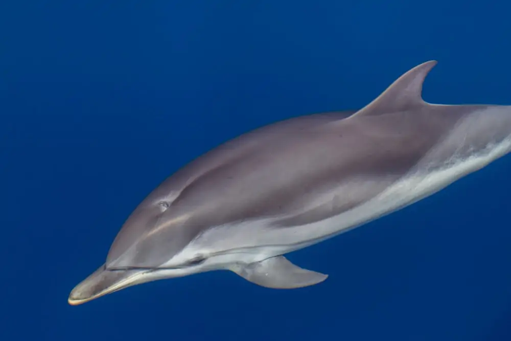  un dauphin rayé nageant sous l'eau