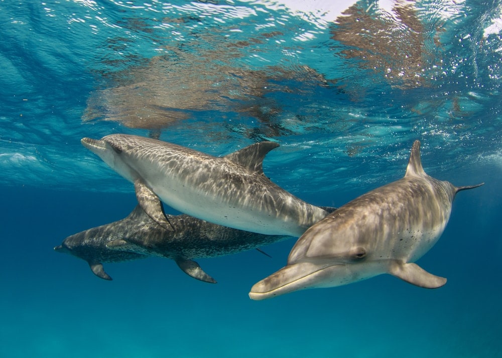 three Atlantic spotted dolphins swimming underwater