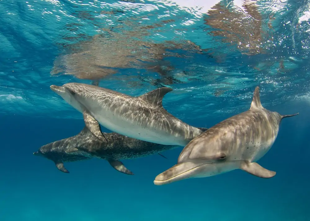 tres delfines manchados del Atlántico nadando bajo el agua