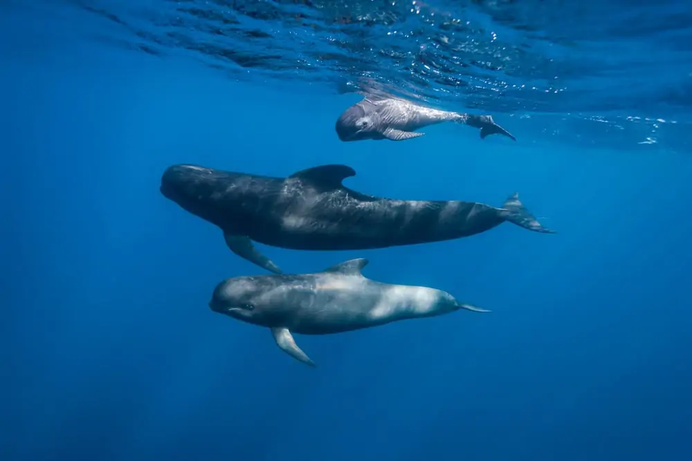 trei balene pilot cu înotătoare lungi înotând sub apă