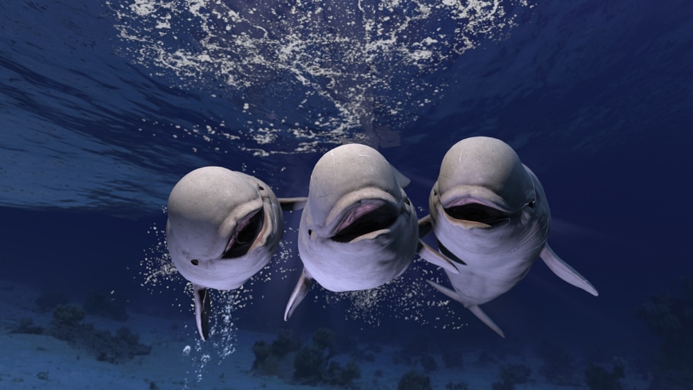 three melon headed whales looking at the camera