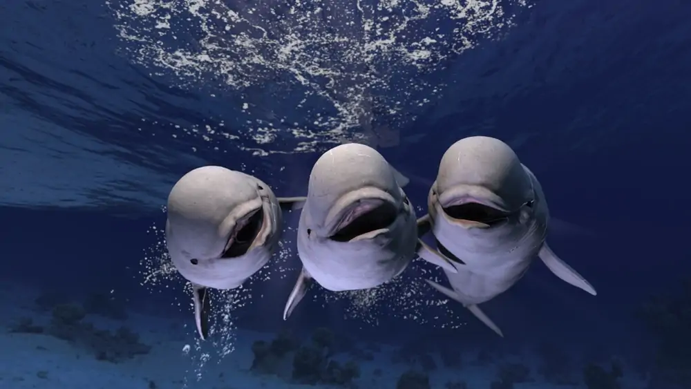 tres ballenas con cabeza de melón mirando a cámara