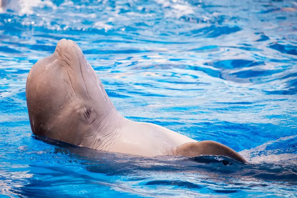 tucuxi-delfiini sulkee silmänsä ja nauttii vedestä