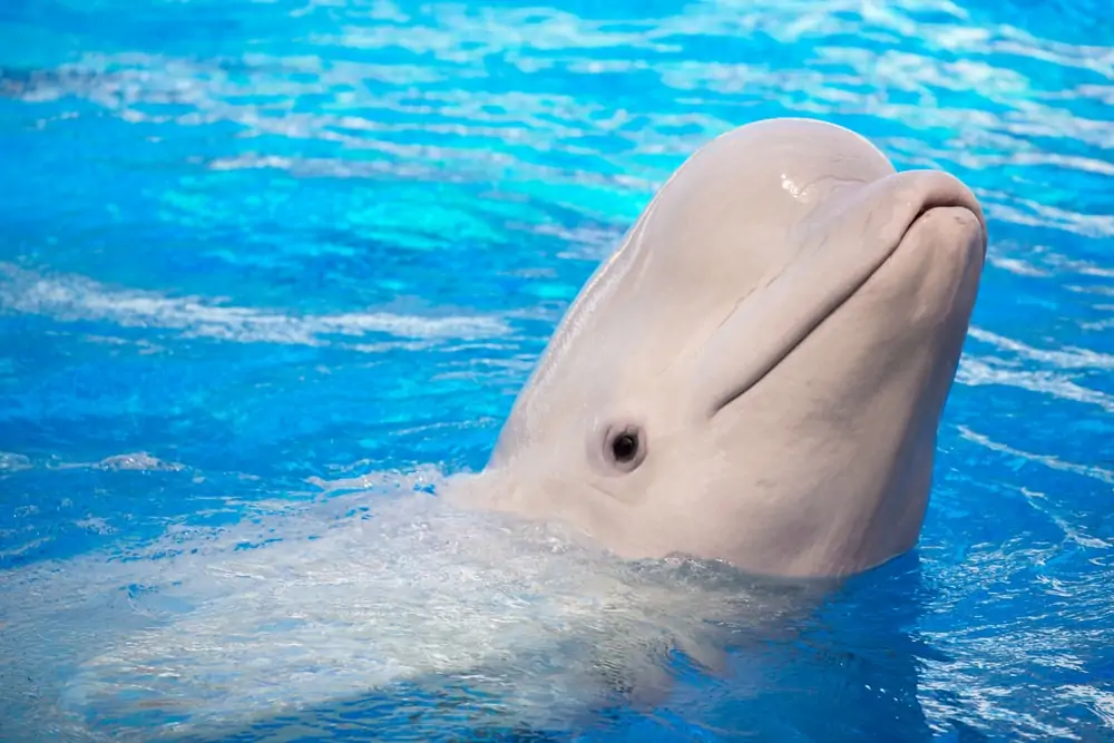  tucuxi Delphin lächelnd in die Kamera