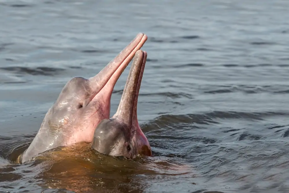 dos delfines del río Amazonas emergiendo del agua