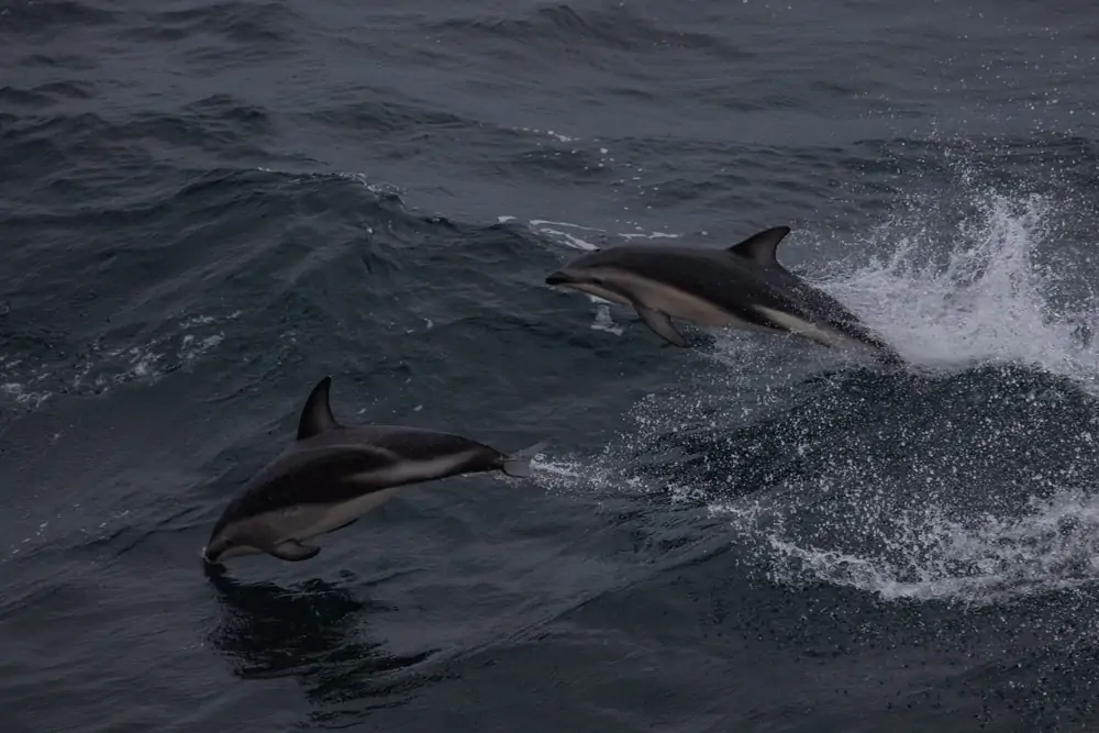 két Peale delfin ugrott ki a vízből
