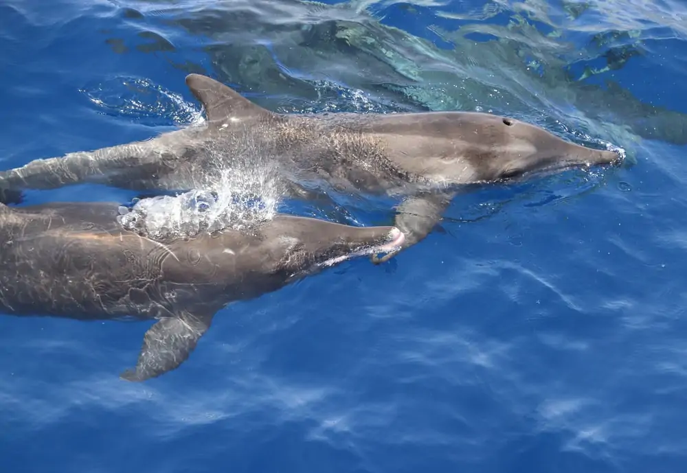 kaksi karheahampaista delfiiniä nousee vedestä