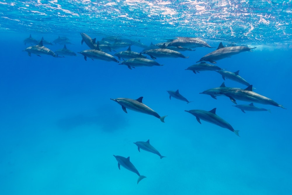 underwater photo of a pod of spinner dolphins