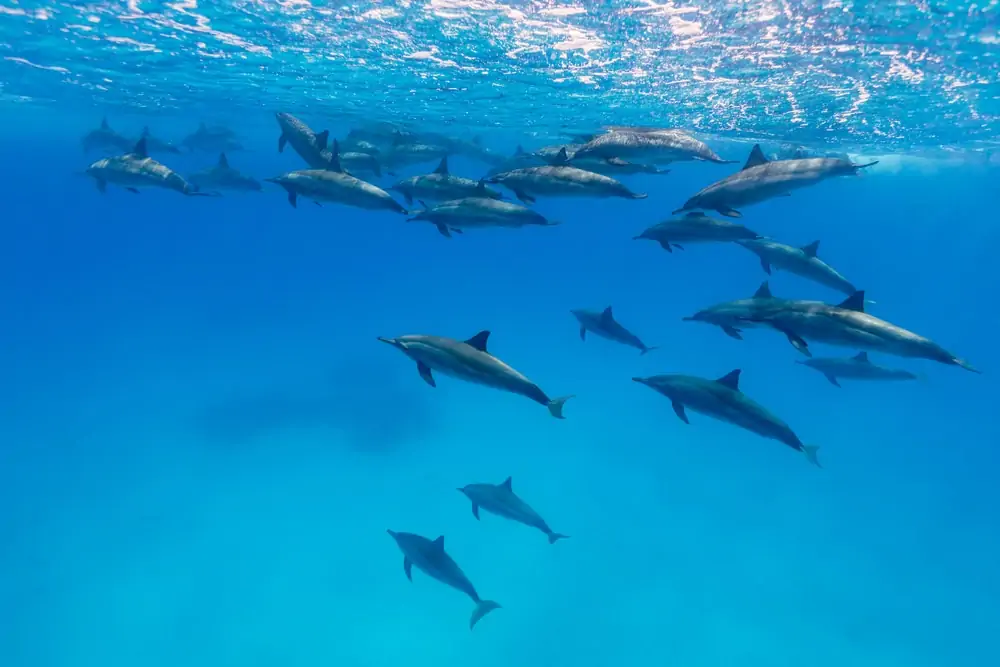 víz alatti fotó egy fonó delfinek hüvelyéről