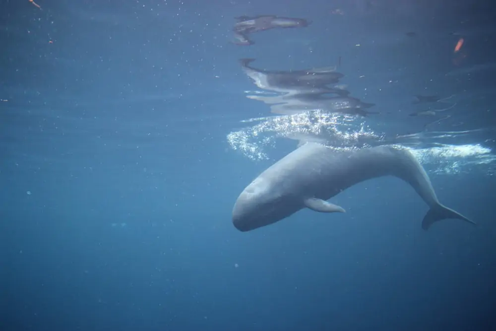 fotografía submarina de una falsa orca