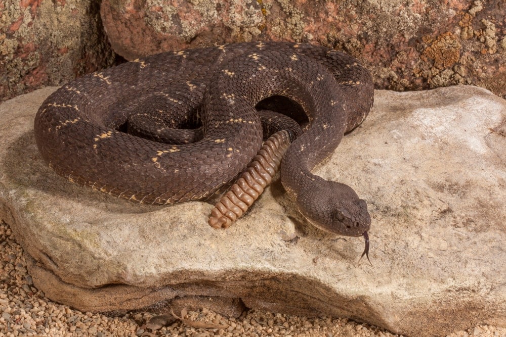 a Arizona Black Rattlesnake on a rock in a defensive position