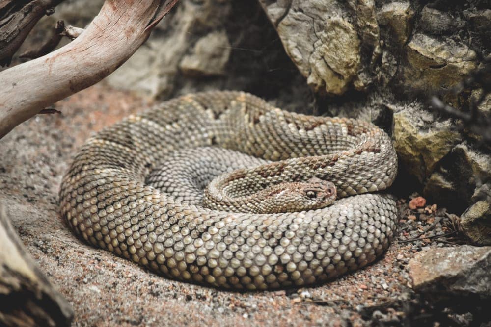 a closeup photo of Aruba Rattlesnake