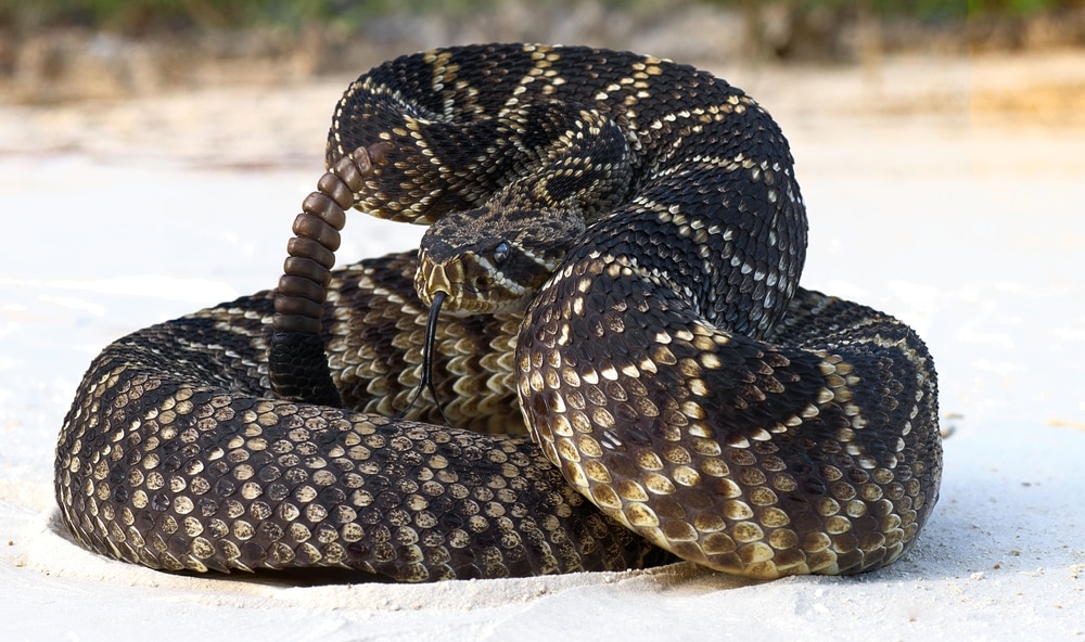 An eastern diamondback rattlesnake curled up in a defensive position