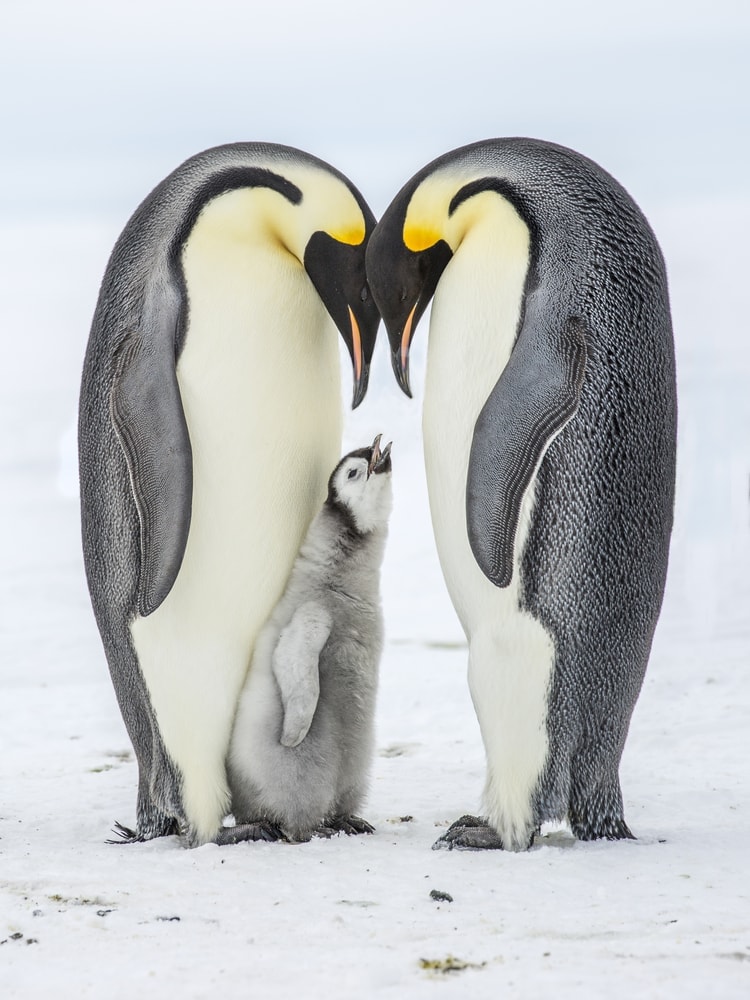 family of Emperor penguin