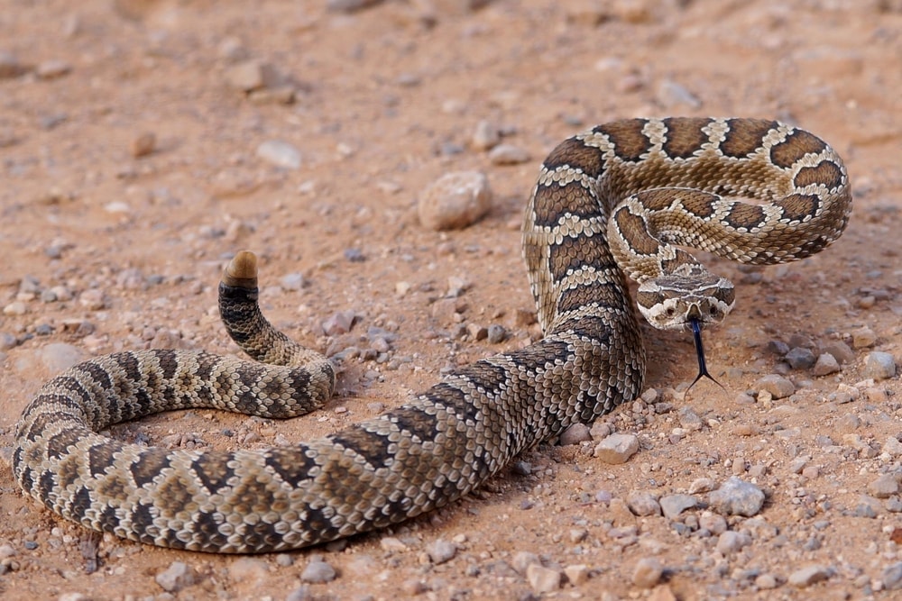 Great Basin rattlesnake on the ground