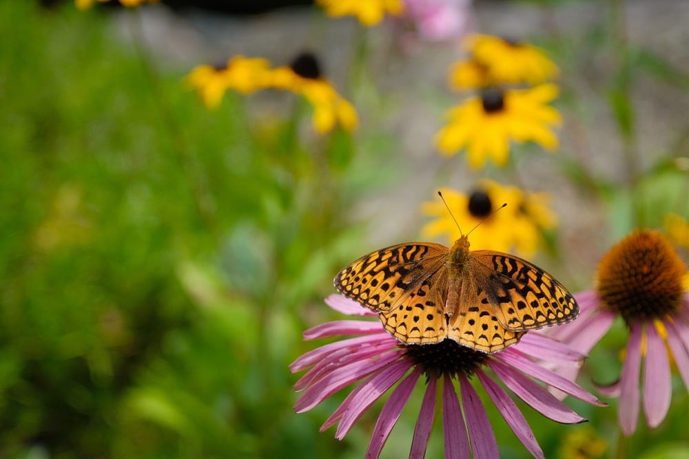 a Great Spangled Fritillary with black spots sitting on purple flower