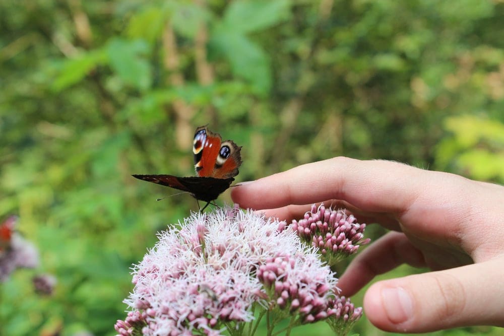 a hand touching a Hedylidae moth-butterfly feeding a flower