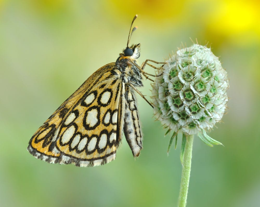 a yellow butterfly with white spots feeding on a flower bud