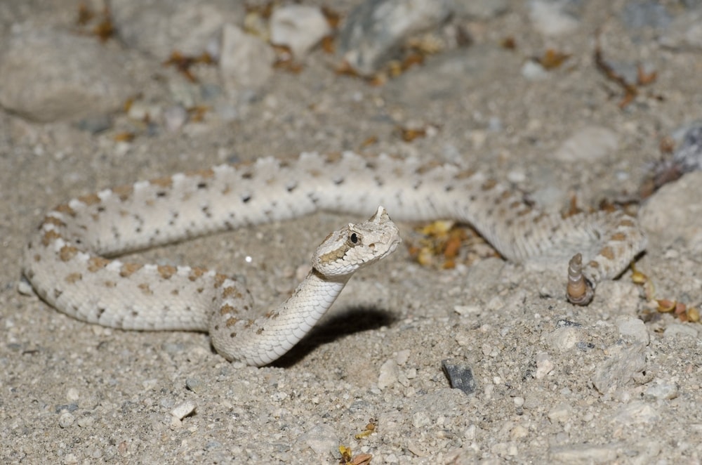a Horned Rattlesnake on the ground preparing to attack