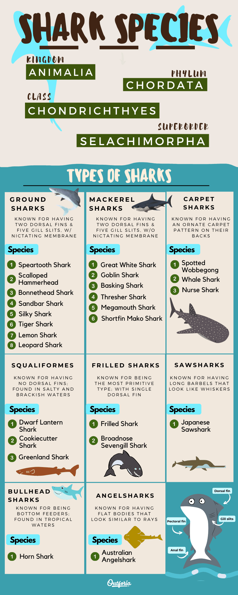 Types of Sharks Classification Chart and Facts