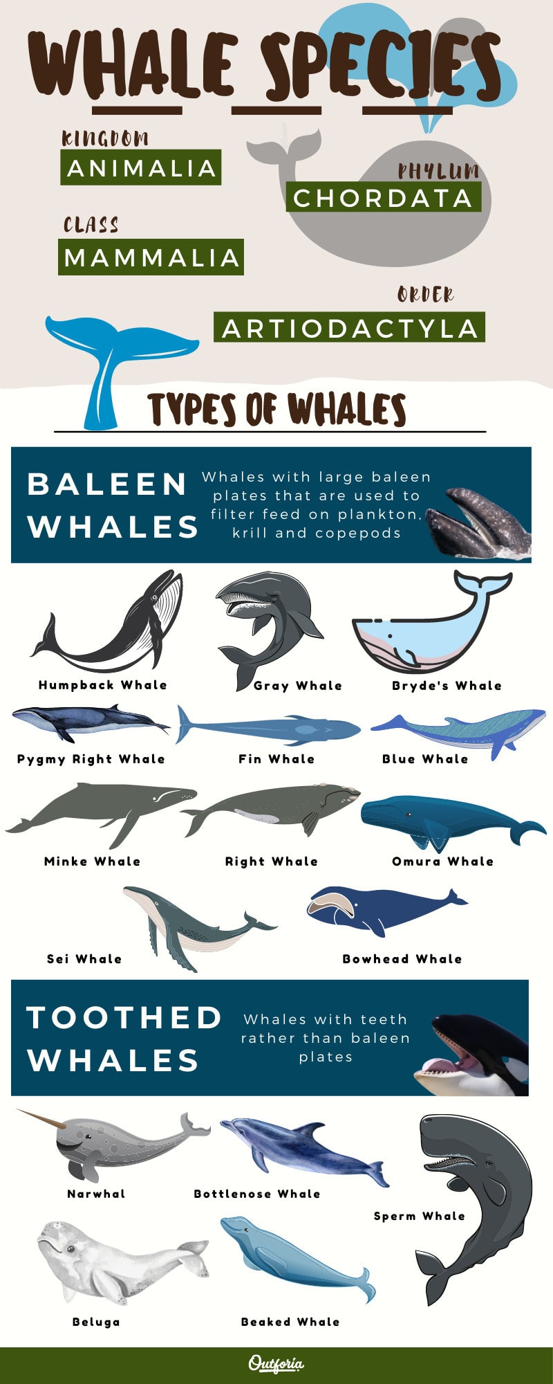 Types of whales infographic