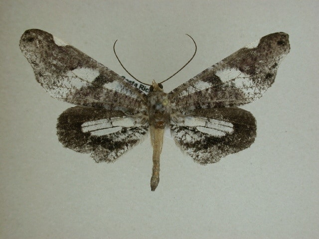 a closeup photo of Macrosoma hyacinthina