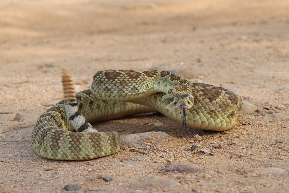 Mojave Rattlesnake on ground waiting to attack
