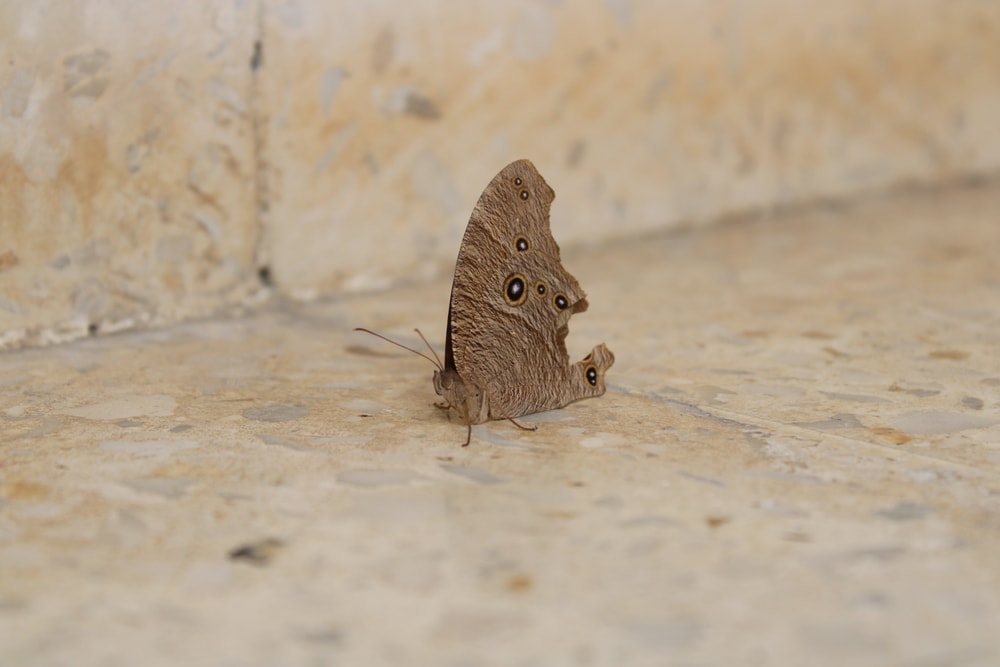 a moth butterfly on a ground