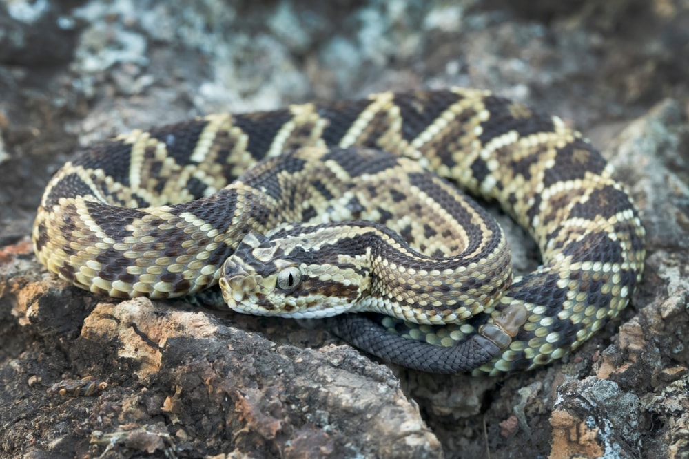 a closeup photo of Northwestern Neotropical Rattlesnake