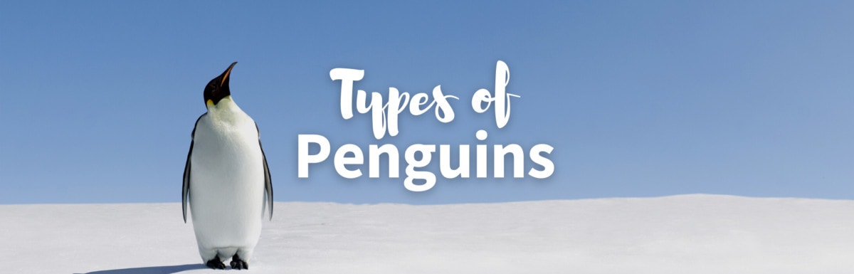 Types of penguins cover