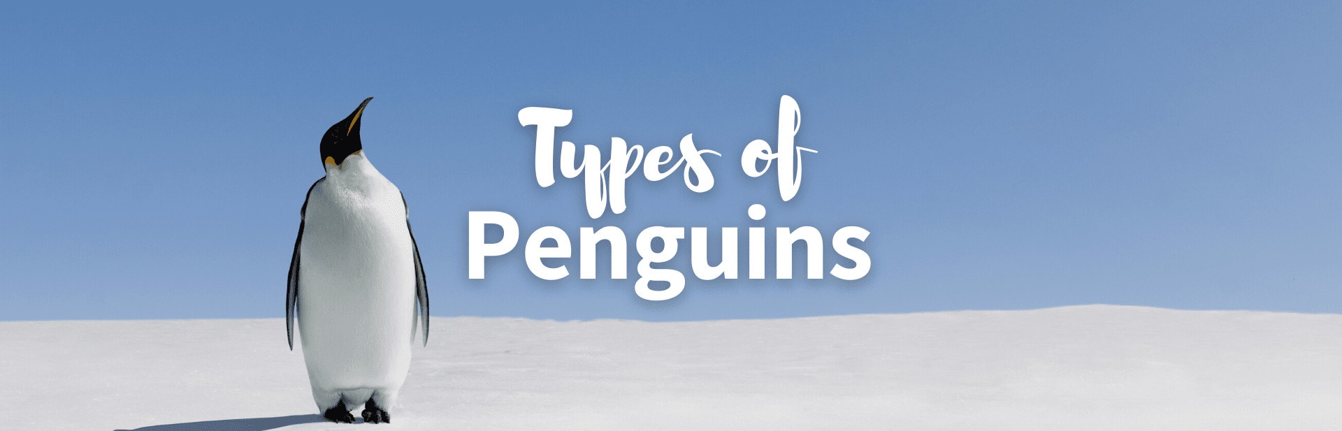 All 19 Different Types of Penguins: Complete Guide & Pictures