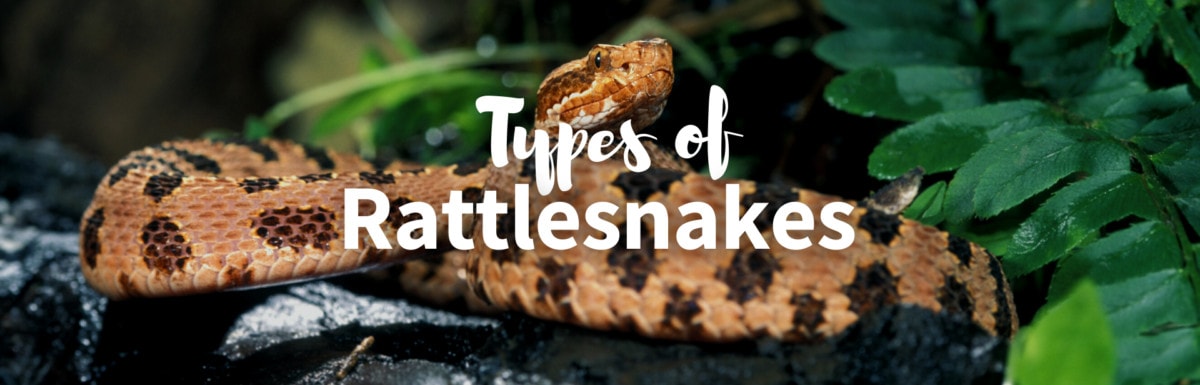 Types of rattlesnakes featured image