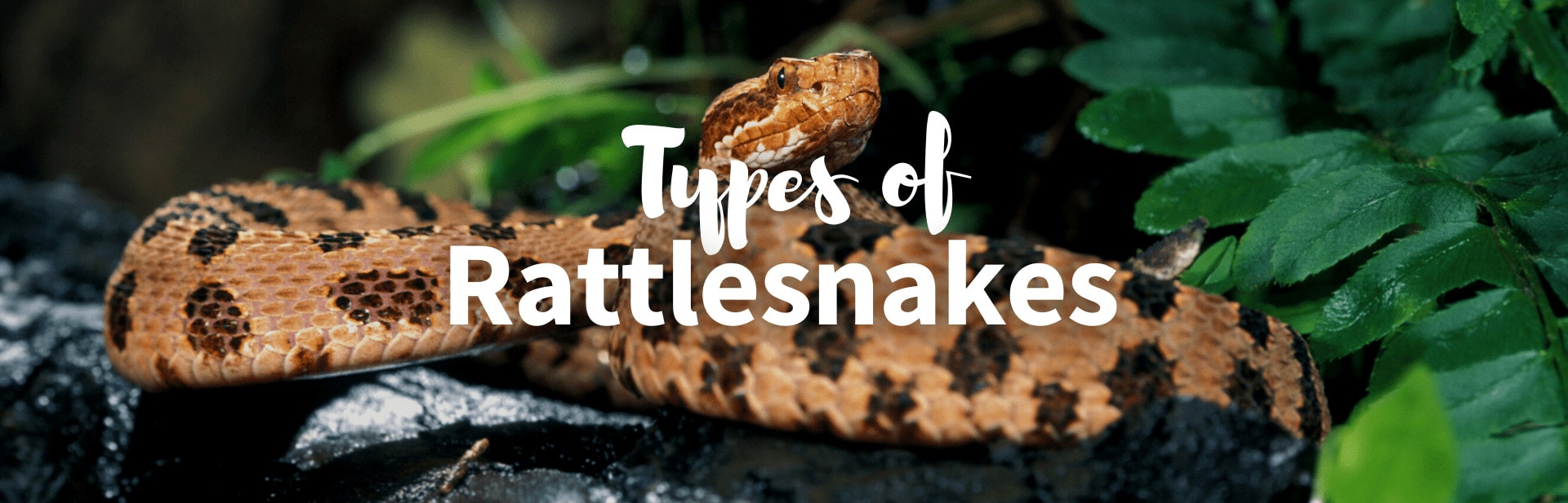 21 Different Types of Rattlesnakes Species: Pictures and Guide