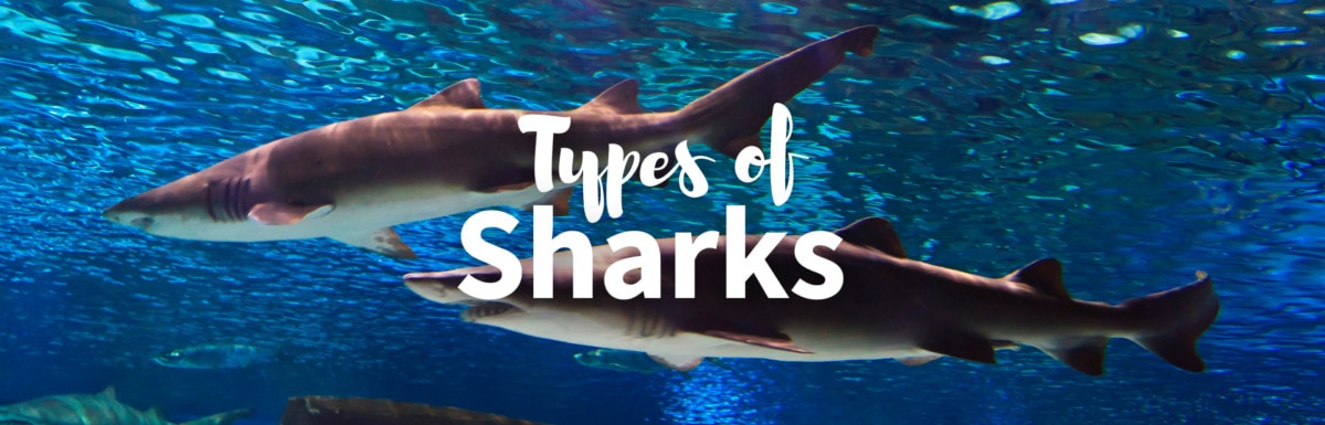 Types of sharks cover photo